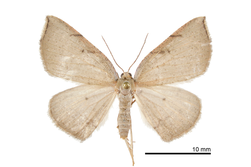 Aplochlora costipicta Female